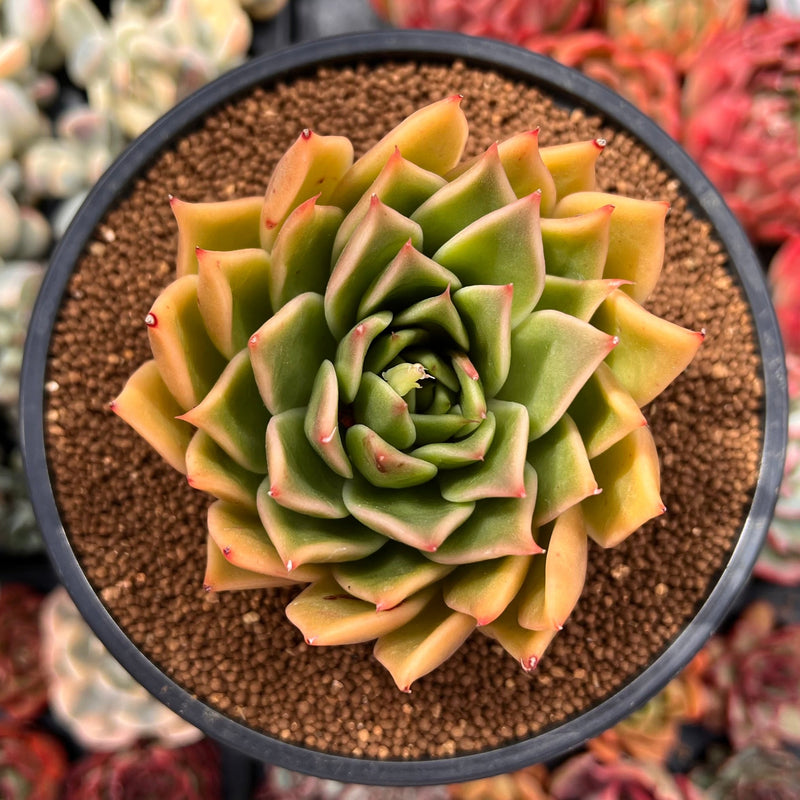 echeveria miranda succulent Echeveria Agavoides 'Miranda' 3"-4" Succulent Plant – True Succulents Plant  Co