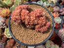 Echeveria Agavoides 'Gilva' Crested 5" Succulent Plant
