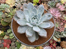 Echeveria 'Cream Sun' 5" (Not E. Ivory) Powdery Succulent Plant