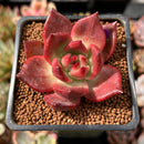 Echeveria Agavoides 'Amestro' 2" Succulent Plant