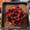 Echeveria Agavoides 'Electra' 2" Succulent Plant