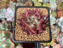 Echeveria Agavoides 'Sirius' 3” Succulent Plant