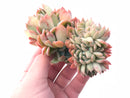 Echeveria Sp Crested 4" Rare Succulent Plant