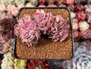 Echeveria 'Florence' Crested 2" Succulent Plant