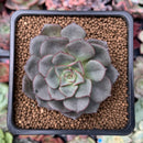 Echeveria 'Moranii' 2" New Hybrid Succulent Plant