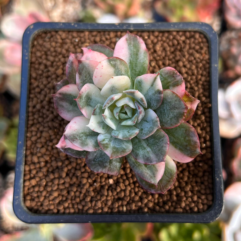 bradburiana succulent Echeveria 'Bradburiana' Variegated 2" Succulent Plant