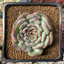Echeveria 'Marcel' 2" Succulent Plant
