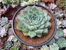 Echeveria 'Helena' Hybrid 3"-4" Succulent Plant