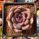 Echeveria 'Mirine' 1" Succulent Plant