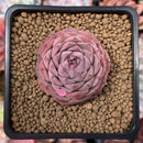 Echeveria 'Hongil' 2" Succulent Plant