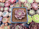 Echeveria 'Herbion' 1" Succulent Plant