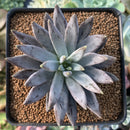 Echeveria 'Unguiculata' 3" Succulent Plant