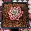 Echeveria 'Blood Spirit' 1" Succulent Plant