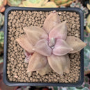 Echeveria 'Xichuensis' 2" Succulent Plant