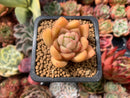 Echeveria Agavoides sp. 1" Succulent Plant