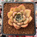 Echeveria 'Silonica' 1"-2" Succulent Plant