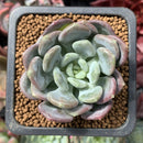 Echeveria 'Mulan' 1" Succulent Plant