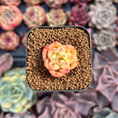 Echeveria 'Monro Chanel' 1/2" Seedling Succulent Plant