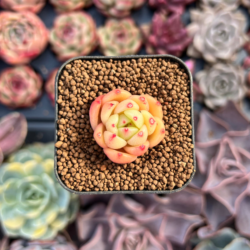 chanel succulent Echeveria 'Monro Chanel' 1/2