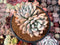 Graptoveria 'Opalina' Cluster 4" Succulent Plant