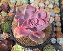 Echeveria 'Rainbow' Variegated 4" Succulent Plant