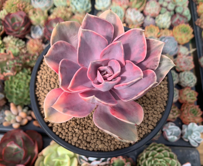 Echeveria 'Rainbow' Variegated 4" Succulent Plant