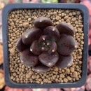 Echevera 'Blackbird' 1" New Hybrid Succulent Plant