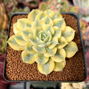 Echeveria 'Bluette' Variegated 2" Succulent Plant