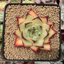 Echeveria Agavoides 'Ebony' 2" Succulent Plant