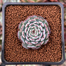 Echeveria 'Dark Minima' 1" New Hybrid Succulent Plant