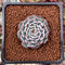 Echeveria 'Dark Minima' 1" New Hybrid Succulent Plant