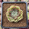 Echeveria 'Zera' 1" New Hybrid Succulent Plant