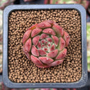 Echeveria Agavoides 'Almond' 1" Small Succulent Plant