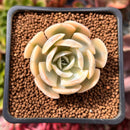 Echeveria Runyonii Variegated (Aka Echeveria 'Akaihosi' Variegated) 2" Succulent Plant