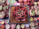 Echeveria Agavoides 'Rejong' 2" Succulent Plant