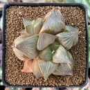 Haworthia sp. 2"-3" Succulent Plant