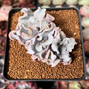 Echeveria 'Crispate Beauty' 2" Triple Headed Cluster Succulent Plant
