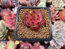 Echeveria Agavoides 'Fire Pillar' 1" Succulent Plant