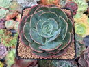 Echeveria 'Muesli' 3" Succulent Plant