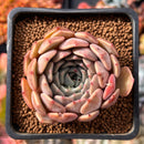 Echeveria 'Zaragoza' Hybrid 2" Succulent Plant