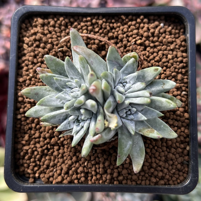 white sprite succulent Dudleya 'White Greenii' 1" Cluster Succulent Plant – True Succulents Plant Co
