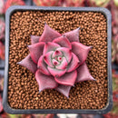 Echeveria Agavoides 'Red Ebony' 1" Succulent Plant