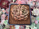 Echeveria Agavoides 'Latale' 2" Succulent Plant