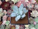 Pachyveria 'Crystal Ice' 2"-3" Succulent Plant