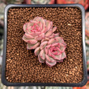 Echeveria 'Vanilla Brick' 1" Cluster New Hybrid Succulent Plant
