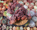Echeveria 'Linguas' Crested 5" Very Rare Succulent Plant