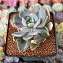 Pachyveria 'Pachyphytoides' Variegated 2" Succulent Plant