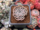Echeveria 'Rumpil' 1" Small Succulent Plant