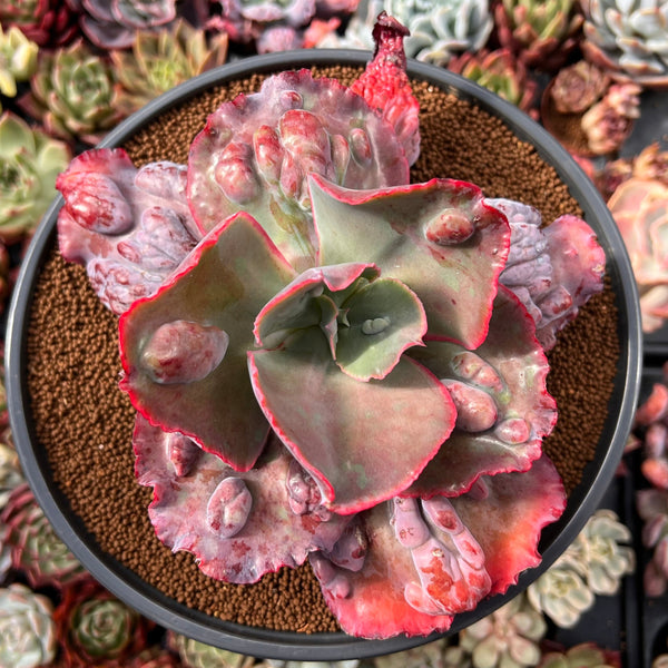 red frills succulent Echeveria 'Etna' 6" Large Succulent Plant – True Succulents Plant Co