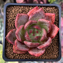 Echeveria 'Charlotte' 2" Succulent Plant